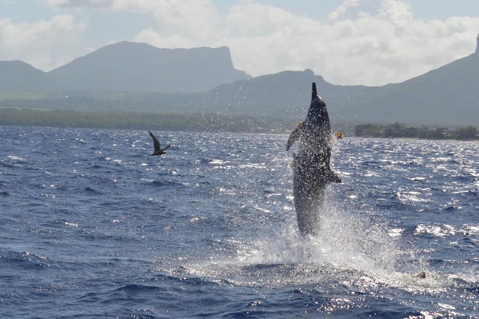 Nage avec les dauphins, Crystal Rock et déjeuner à l'île aux Bénitiers