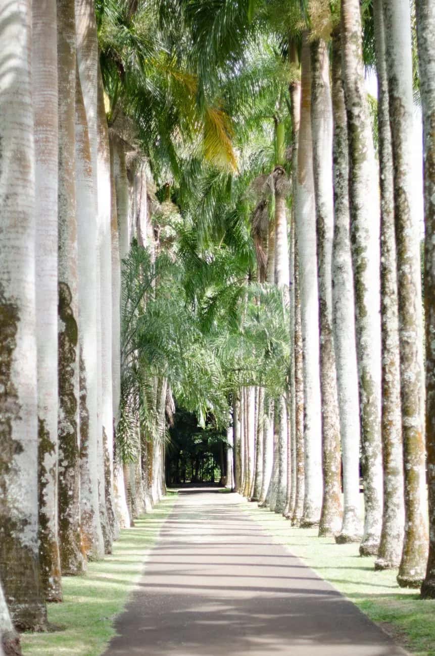 Allée bordée de hauts palmiers royaux, comme les avenues plantées par James Duncan au jardin de Pamplemousses