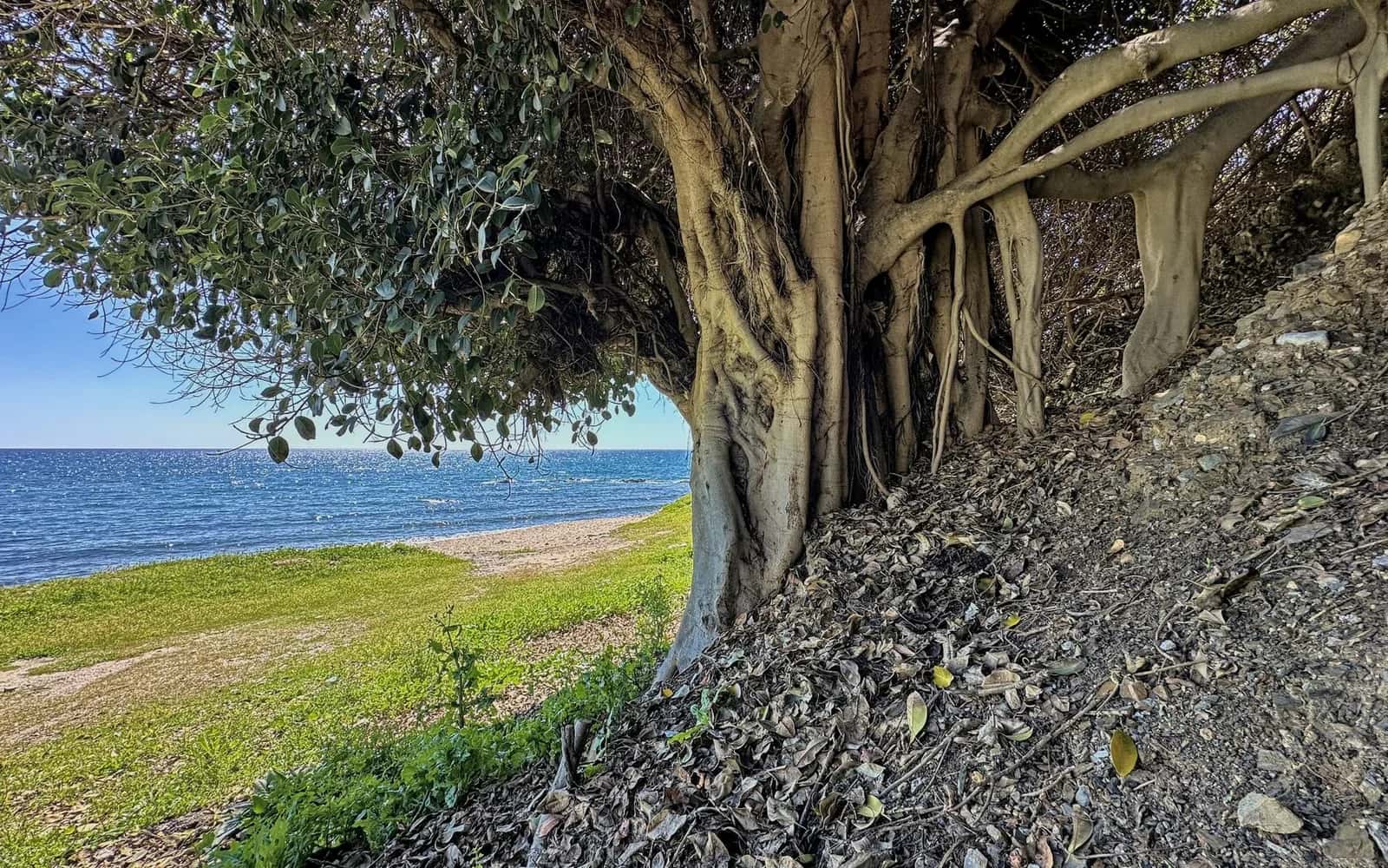 Banian aux racines aériennes en bord de mer, pelouse rase et océan au fond, sud de l'île Maurice