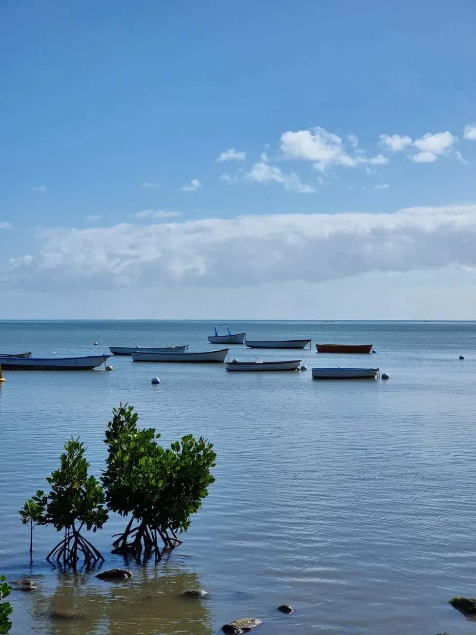 Barques de pêcheurs au mouillage et jeunes palétuviers dans un lagon calme de l'île Maurice