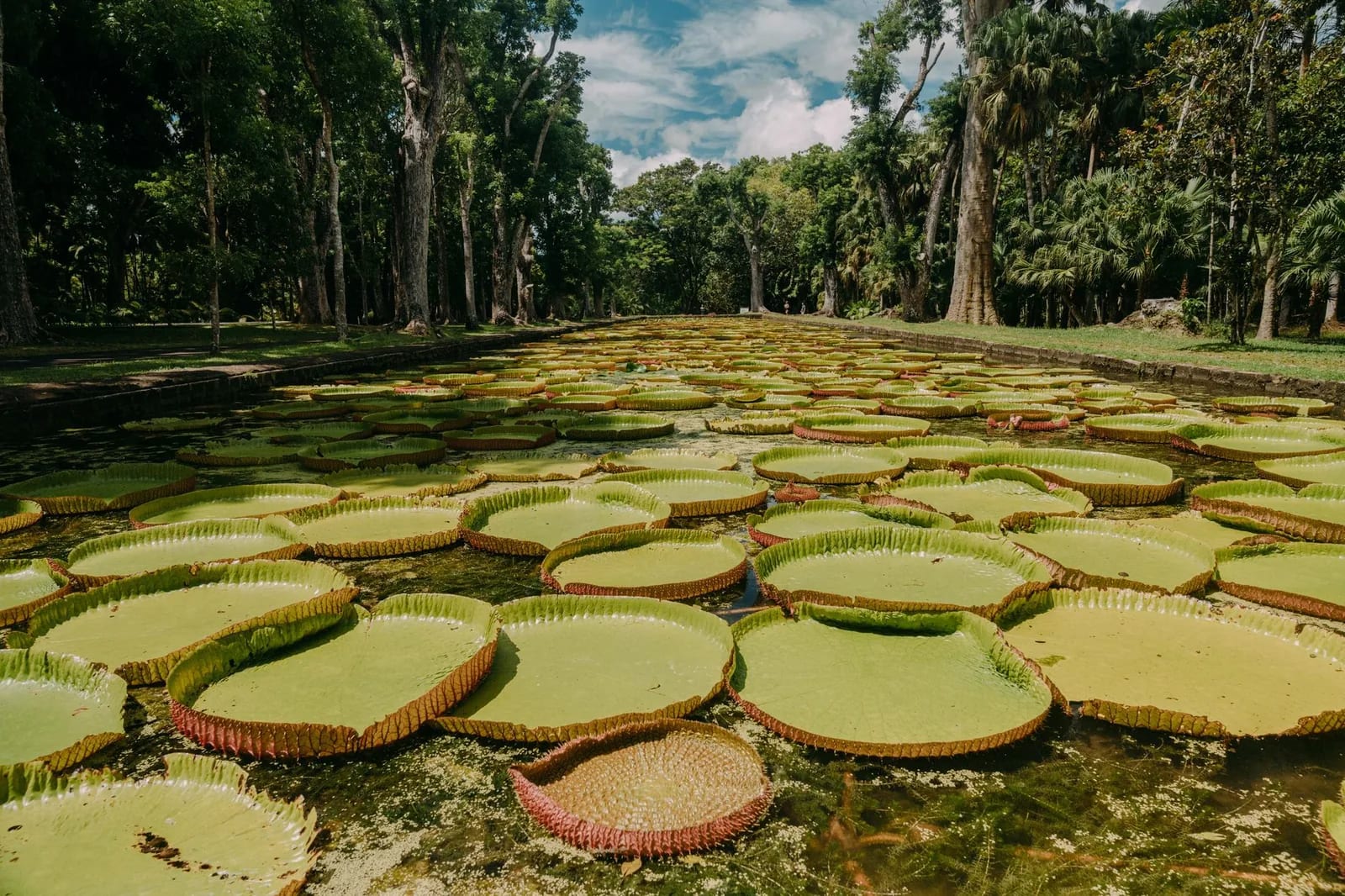 Le jardin botanique de Pamplemousses (SSR)