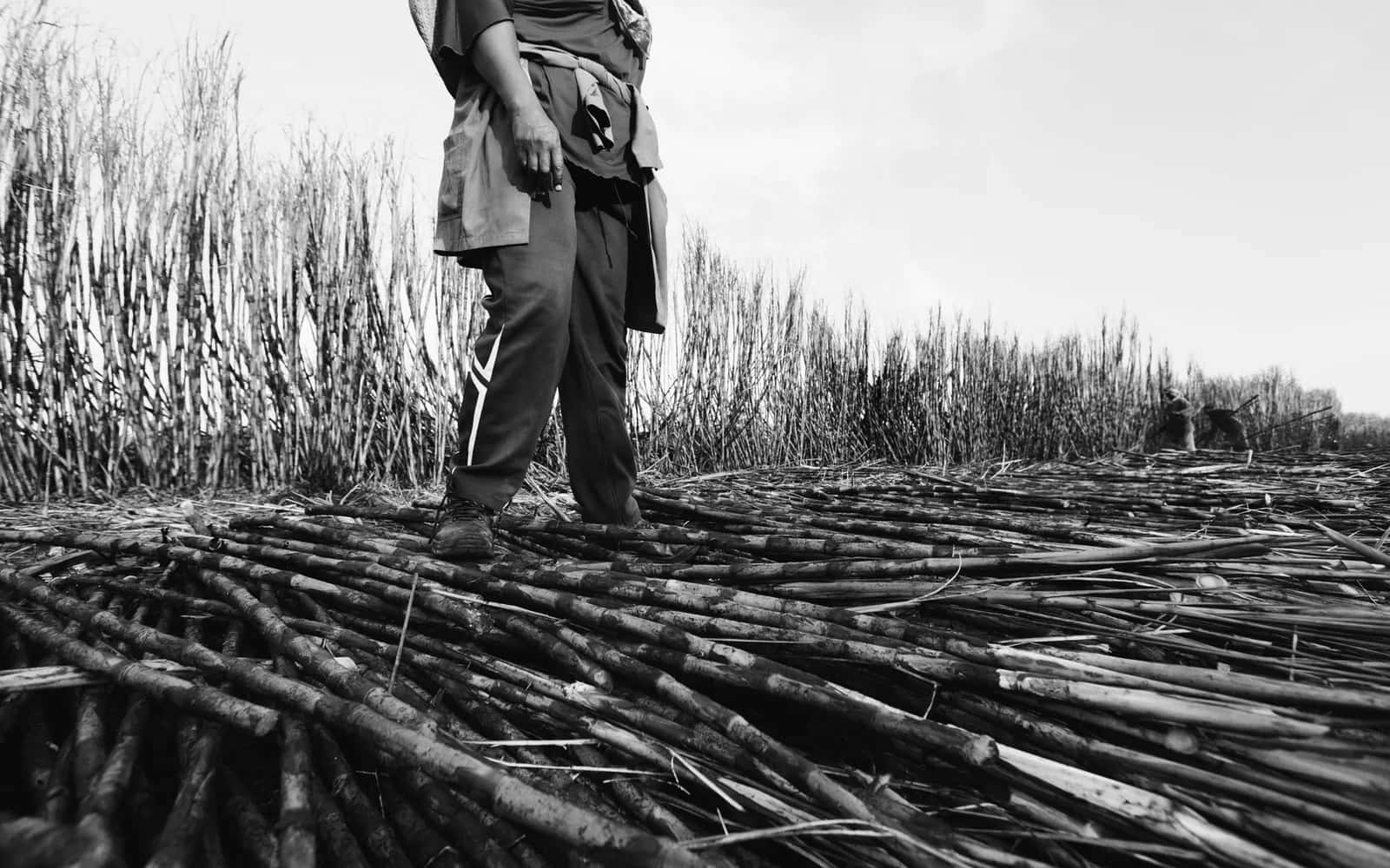 Coupe de la canne à sucre dans une plantation, le travail qui a structuré l'économie et la société mauriciennes