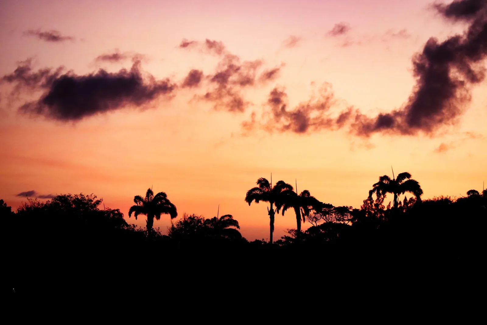Palmiers en silhouette au crépuscule à l'île Maurice, l'heure où les moustiques piquent le plus