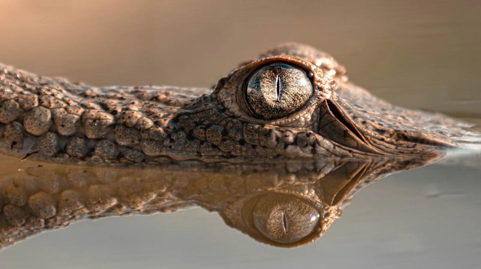 La Vanille Nature Park : crocodiles, tortues géantes, tarifs et visite