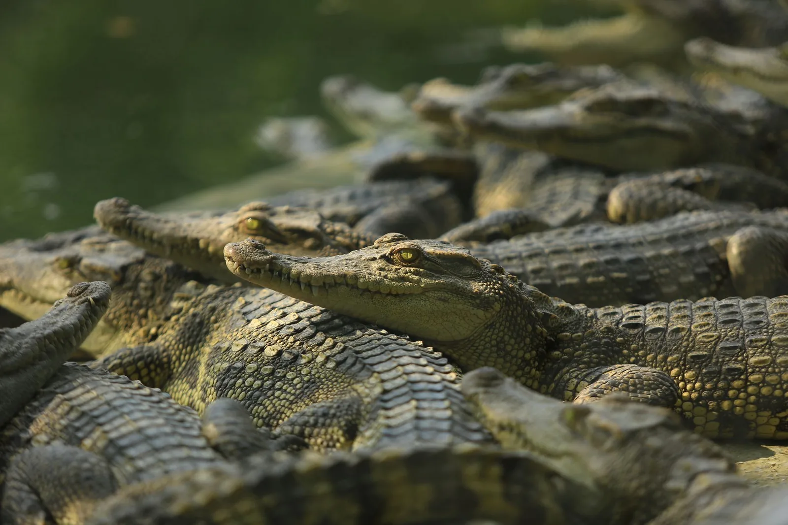 Groupe de crocodiles du Nil au bord d'un bassin, comme dans les bassins de La Vanille