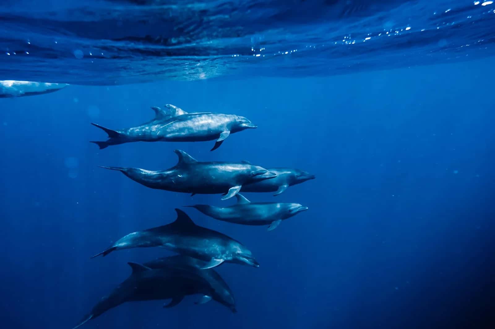 Groupe de dauphins nageant sous la surface au large de la côte ouest de l'île Maurice