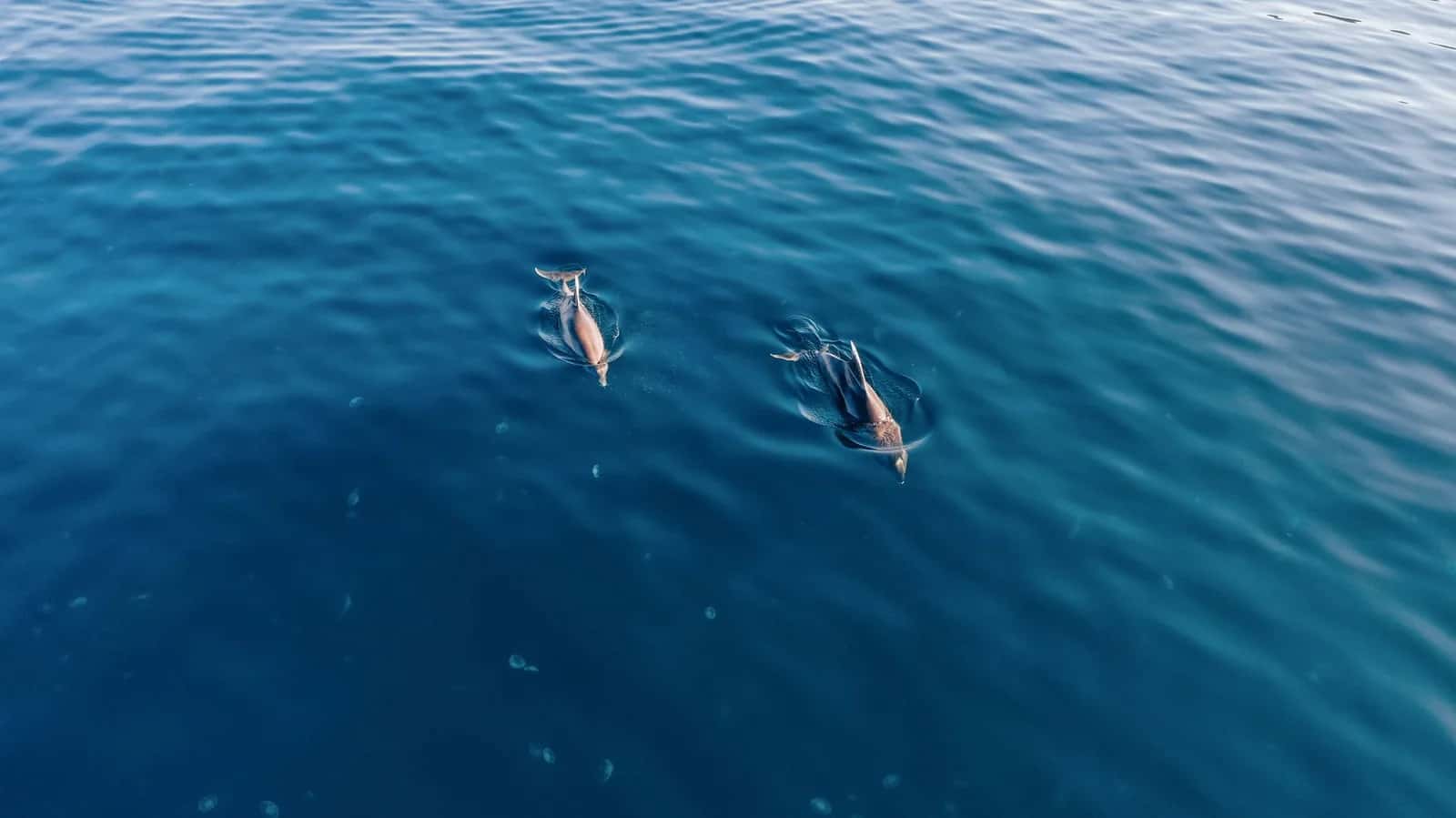 Nager avec les dauphins