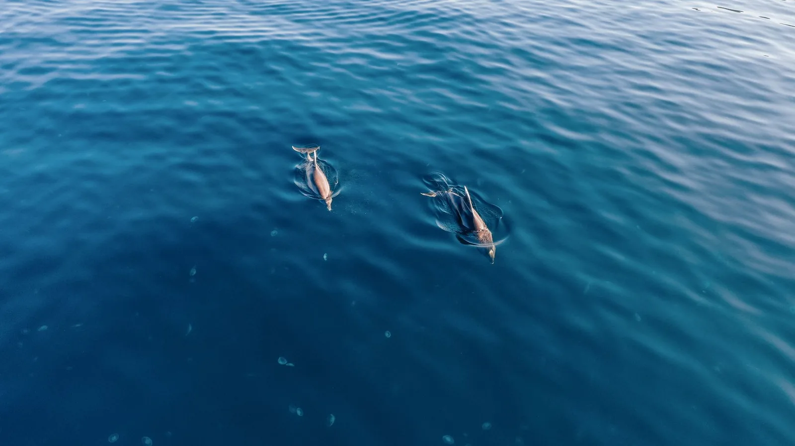 Deux dauphins nageant sous la surface d'une mer plate au petit matin, comme au large de la côte ouest de l'île Maurice
