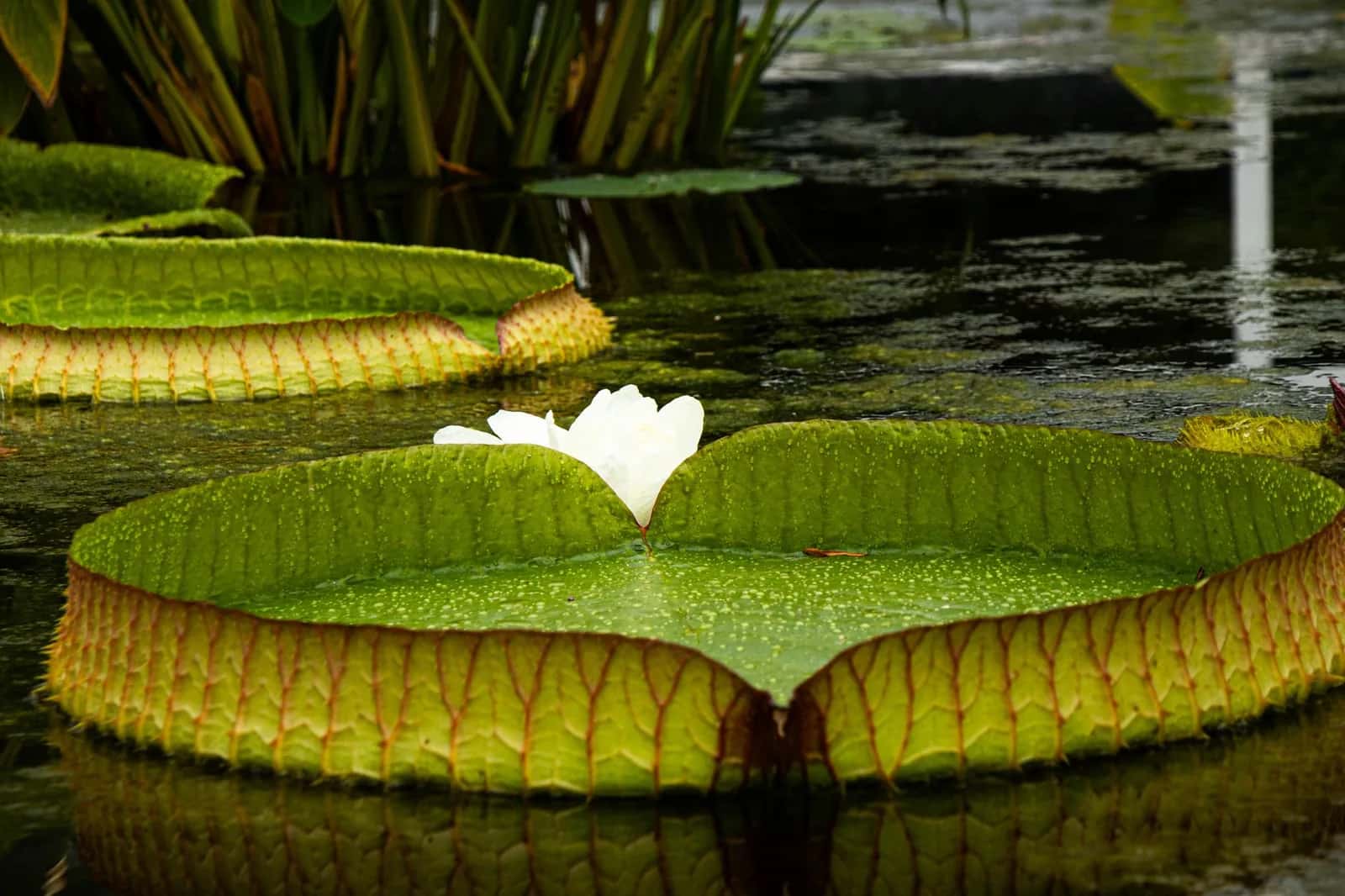 Fleur blanche de Victoria amazonica posée sur une feuille de nénuphar géant à bord relevé