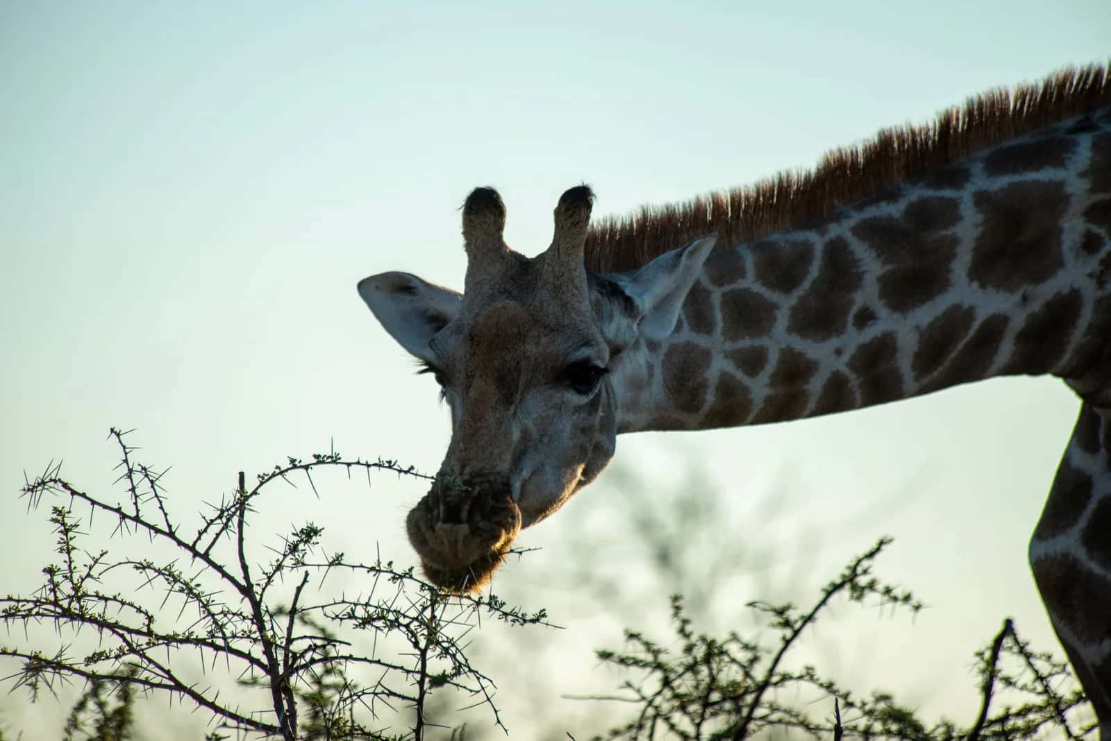 Girafe broutant les branches d'un acacia dans une savane, scène comparable au safari africain de Casela