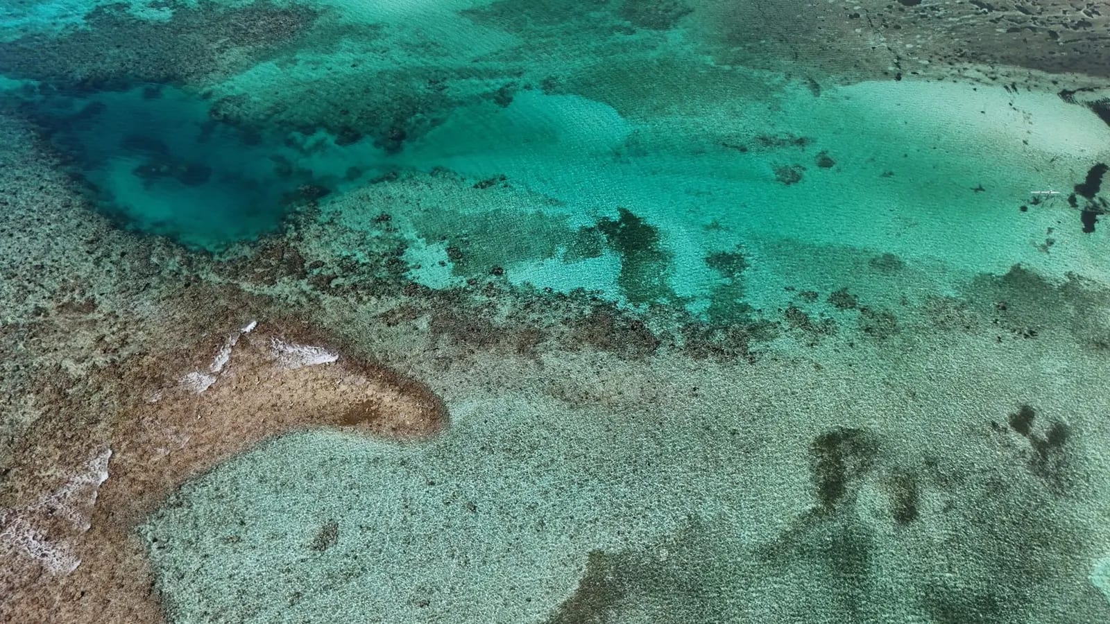 Y a-t-il des requins à l'île Maurice ?