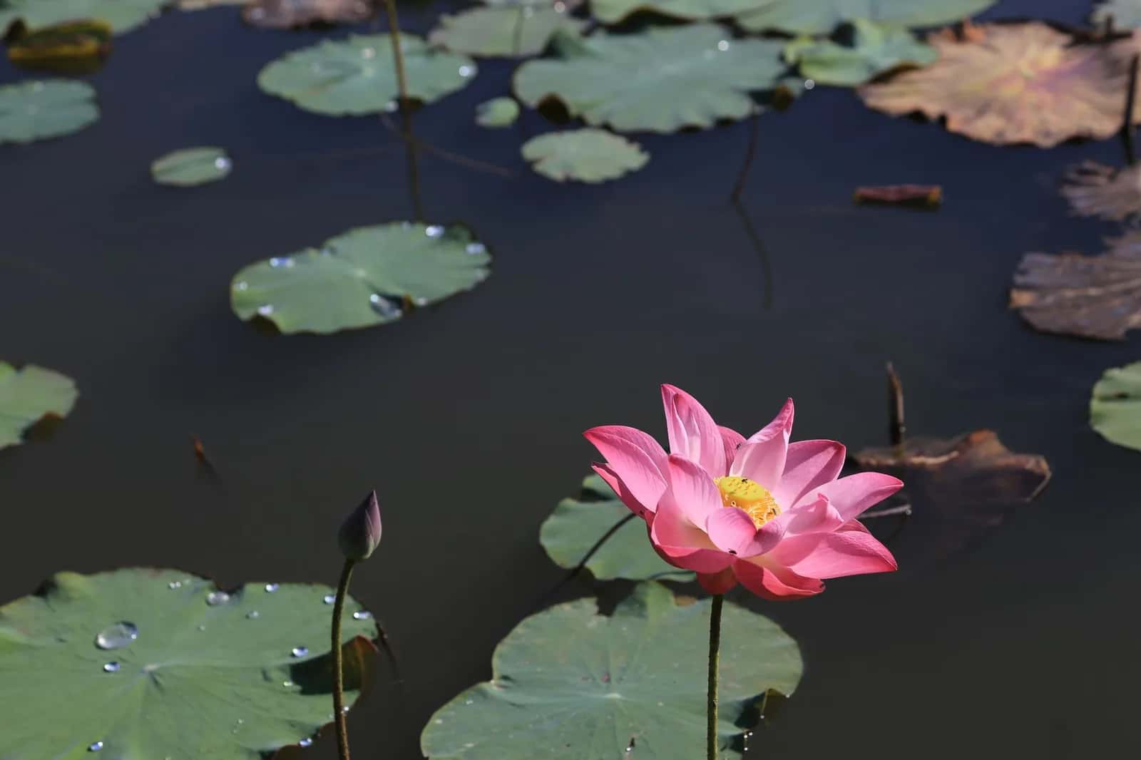 Fleur de lotus rose au-dessus d'un bassin couvert de feuilles, comme dans les bassins à lotus du jardin de Pamplemousses