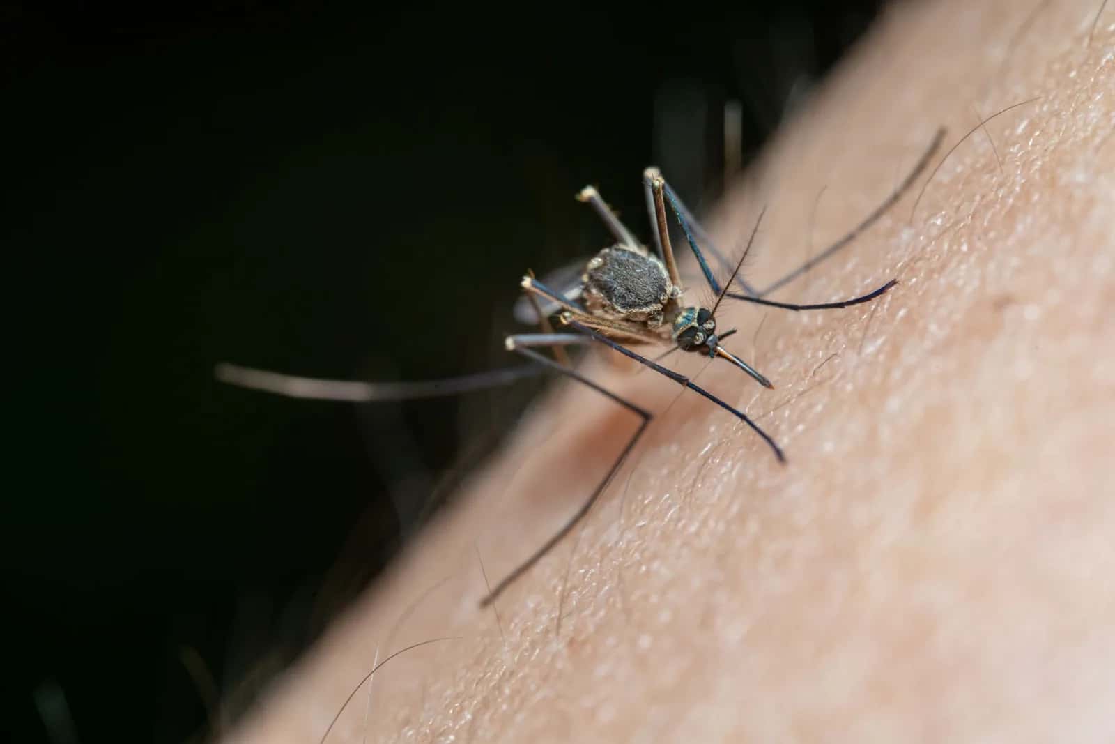 Gros plan d'un moustique posé sur la peau, vecteur du chikungunya et de la dengue à l'île Maurice