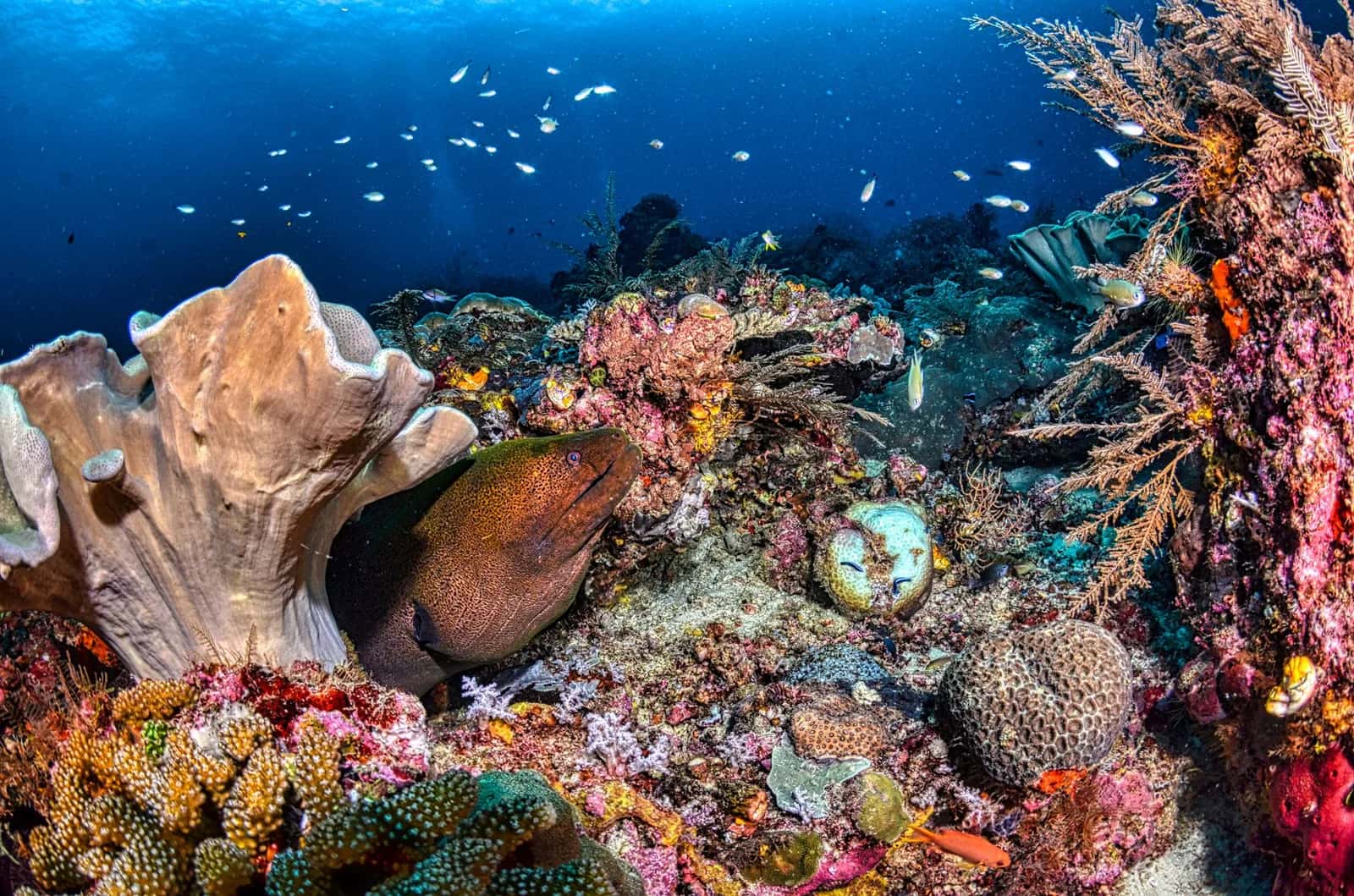 Murène sortant d'un récif corallien coloré, entourée de petits poissons, comme sur les sites du nord et de l'ouest de l'île Maurice