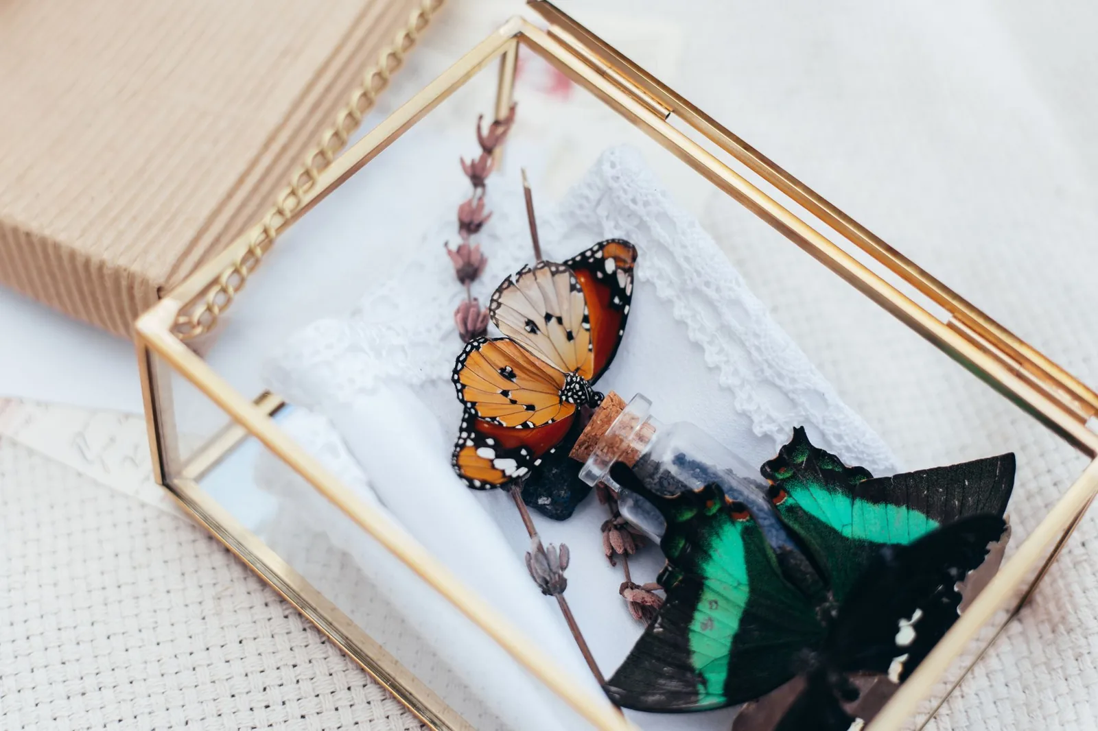 Papillons tropicaux naturalisés sous vitrine, comme dans l'insectarium de La Vanille