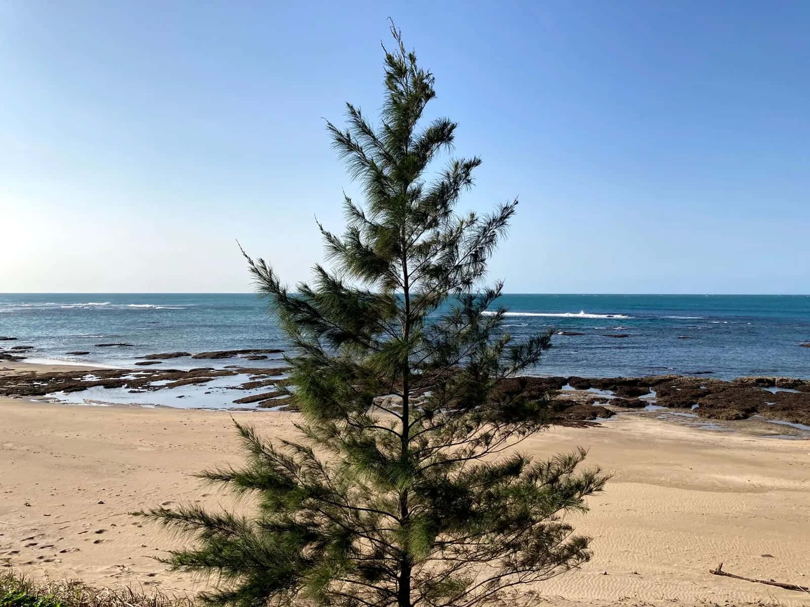Filao au bord d'une plage de sable doré, avec des rochers volcaniques et l'océan à l'horizon