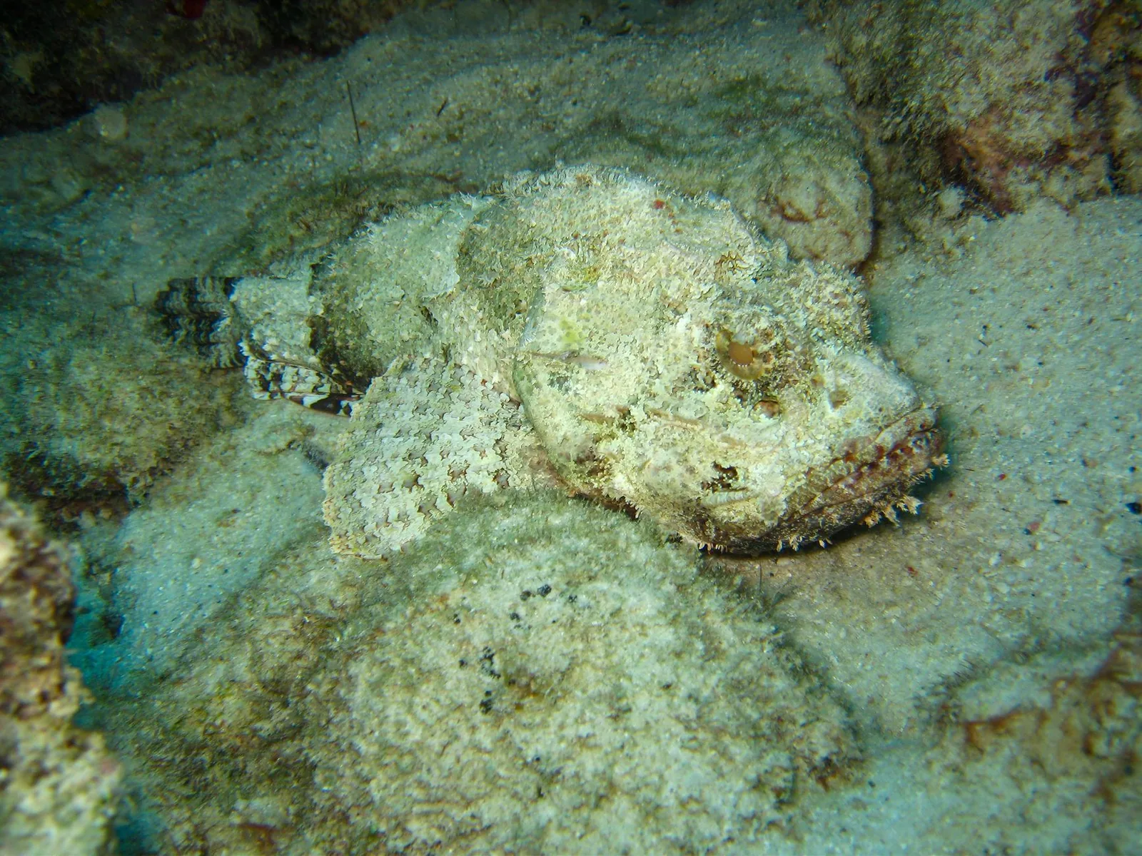Poisson-pierre parfaitement camouflé sur un fond sableux du lagon, à l'île Maurice