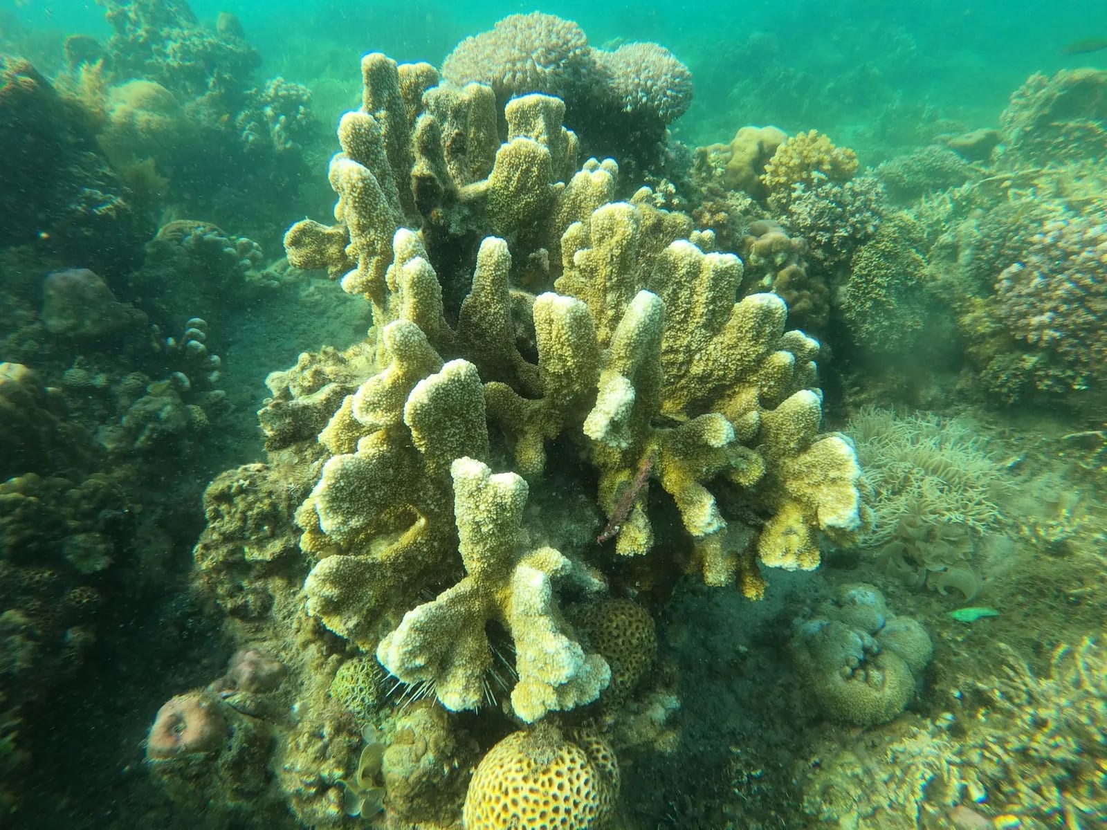 Récif corallien peu profond du lagon mauricien, avec des oursins nichés entre les coraux