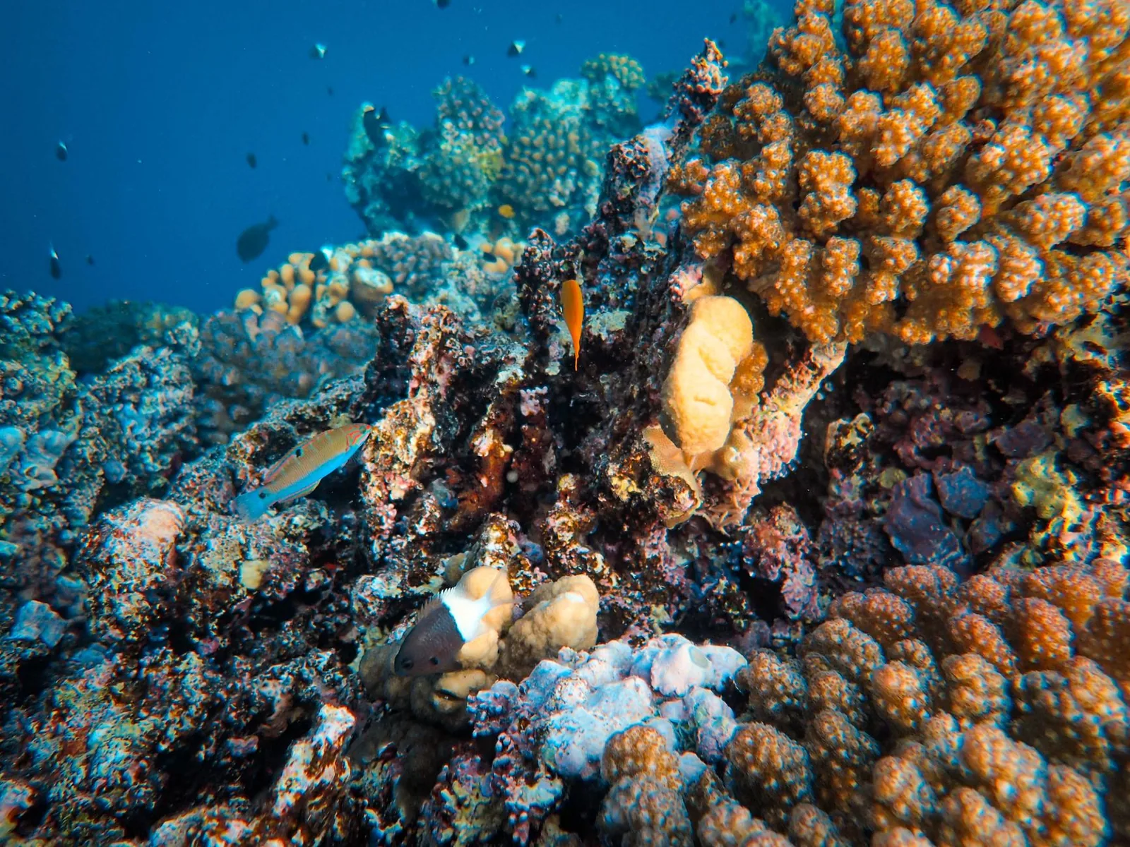 Récif corallien coloré avec des poissons de récif, typique des sites de plongée de l'île Maurice