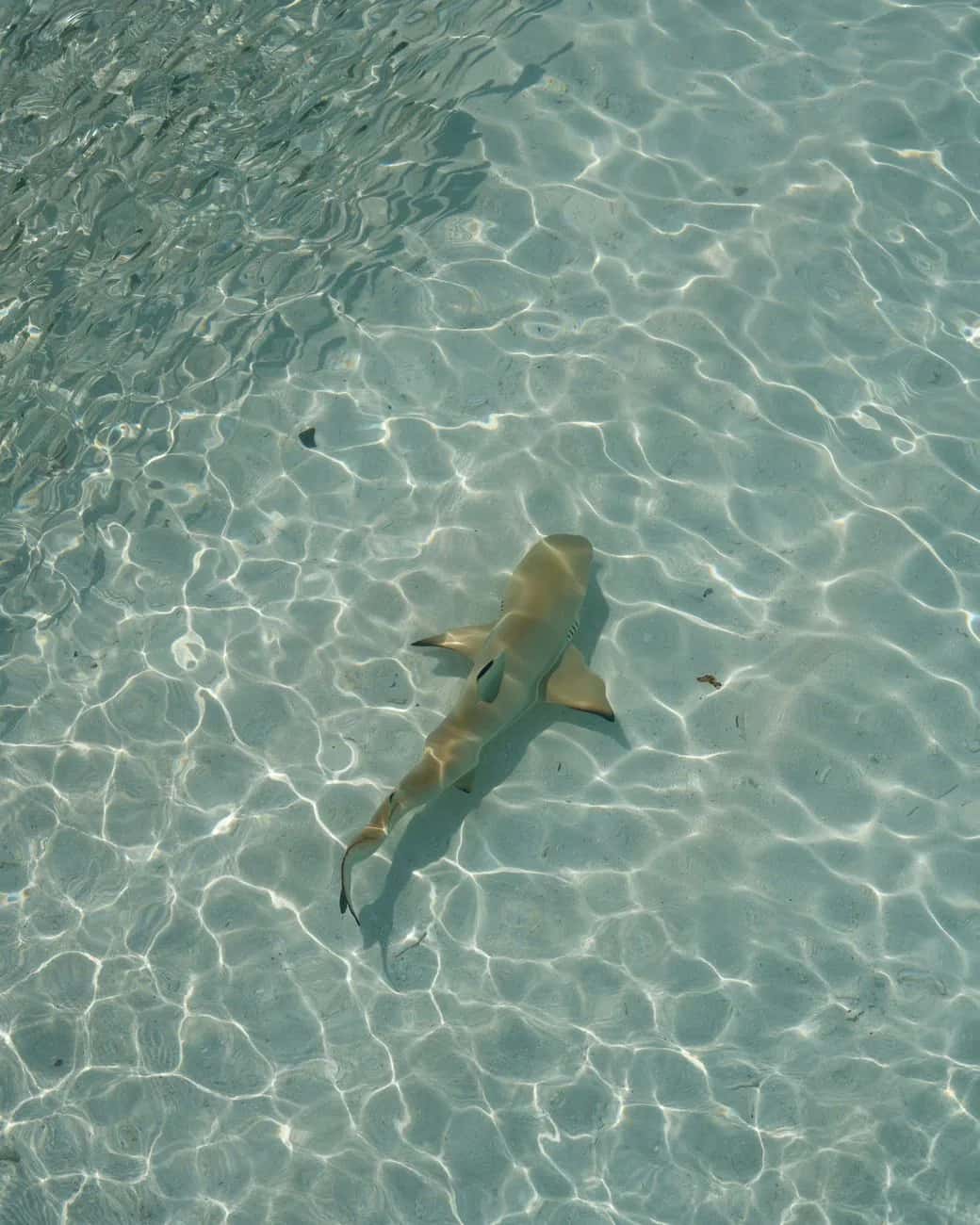 Requin à pointe noire nageant dans une eau claire et peu profonde, une espèce de récif inoffensive commune à l'île Maurice