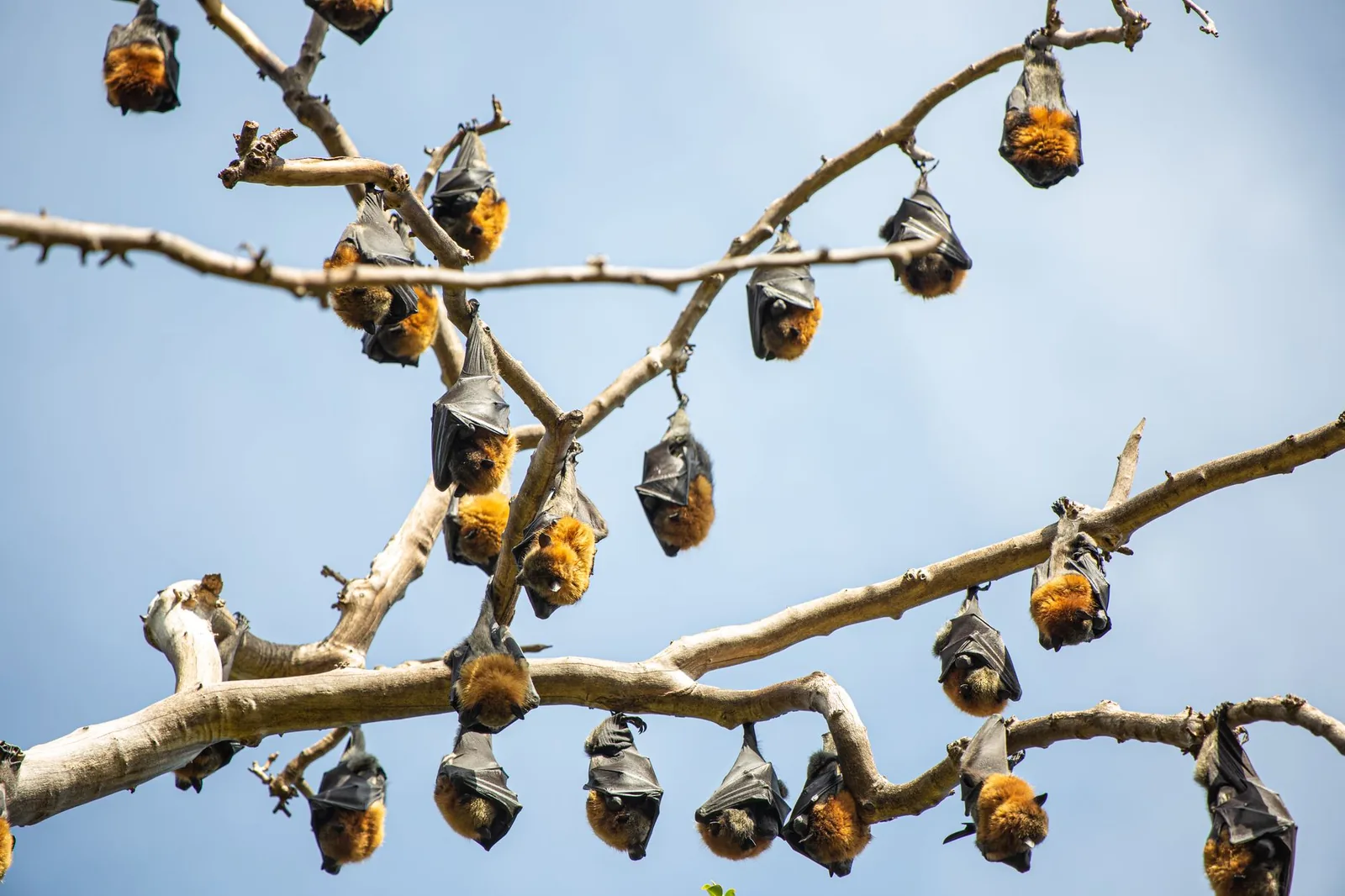Colonie de roussettes, grandes chauves-souris frugivores, suspendues aux branches