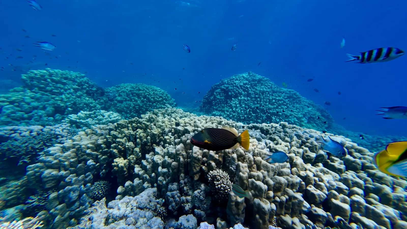 Récif corallien et poissons tropicaux colorés dans les eaux claires du parc marin de Blue Bay, île Maurice