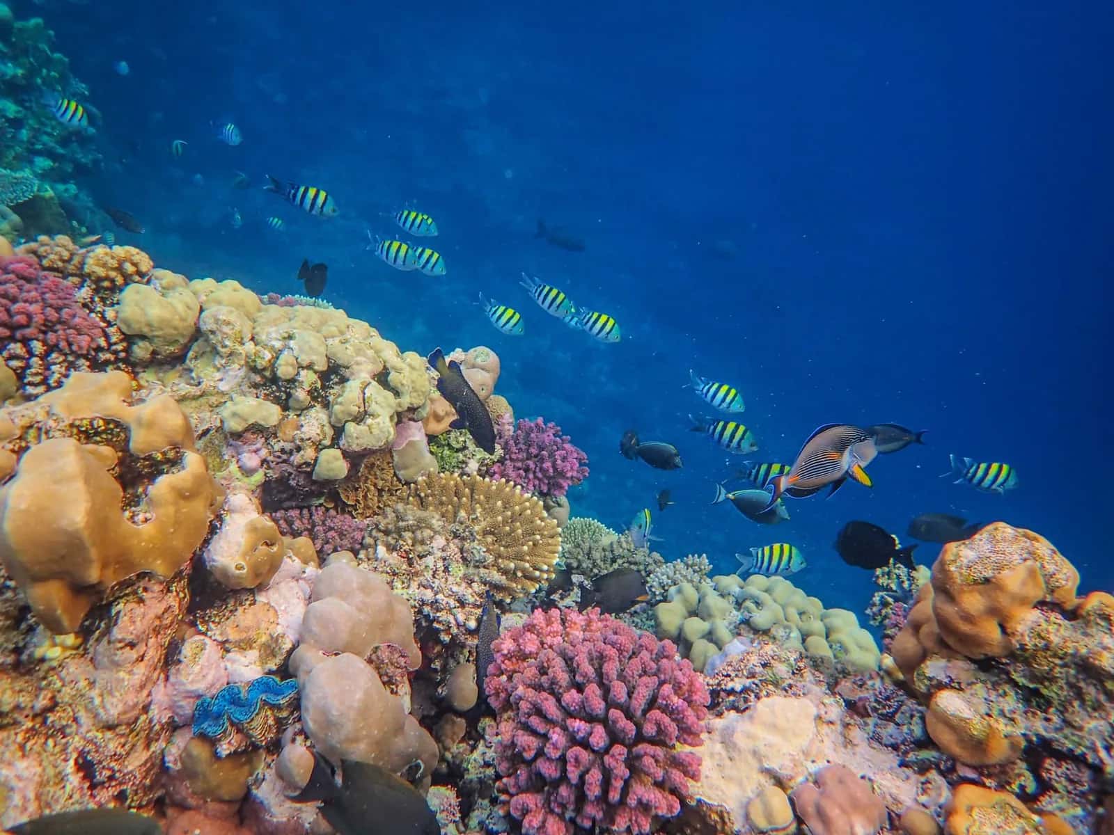 Poissons tropicaux et coraux colorés sur un récif en eau claire