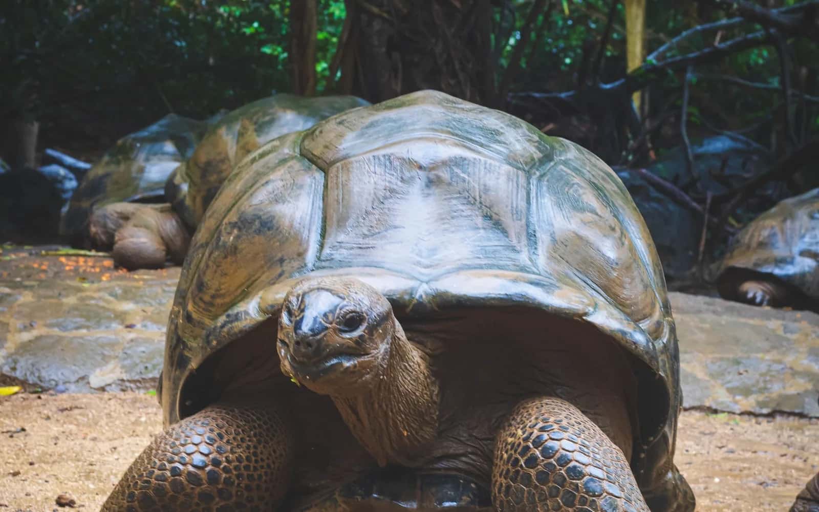 Tortue géante d'Aldabra dans un sous-bois à l'île Maurice