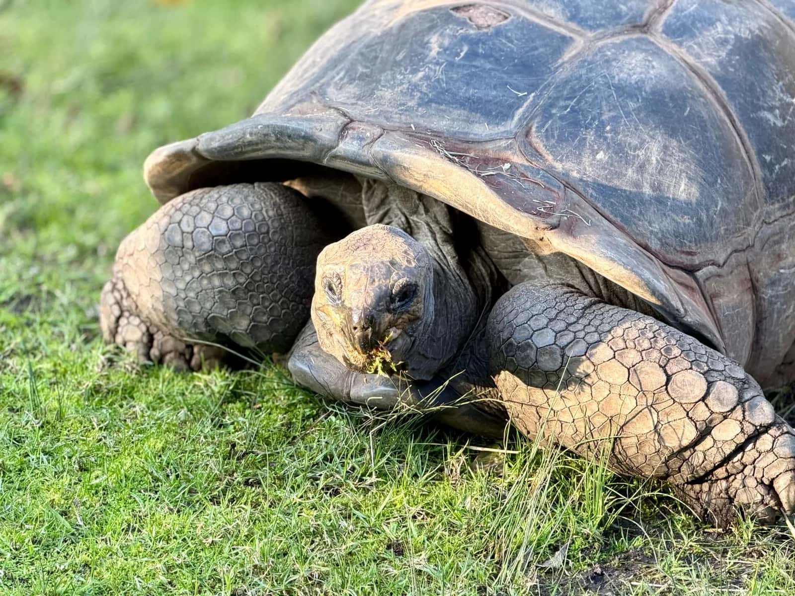 Gros plan d'une tortue géante d'Aldabra en train de brouter, comme celles qui vivent en liberté sur l'île aux Aigrettes