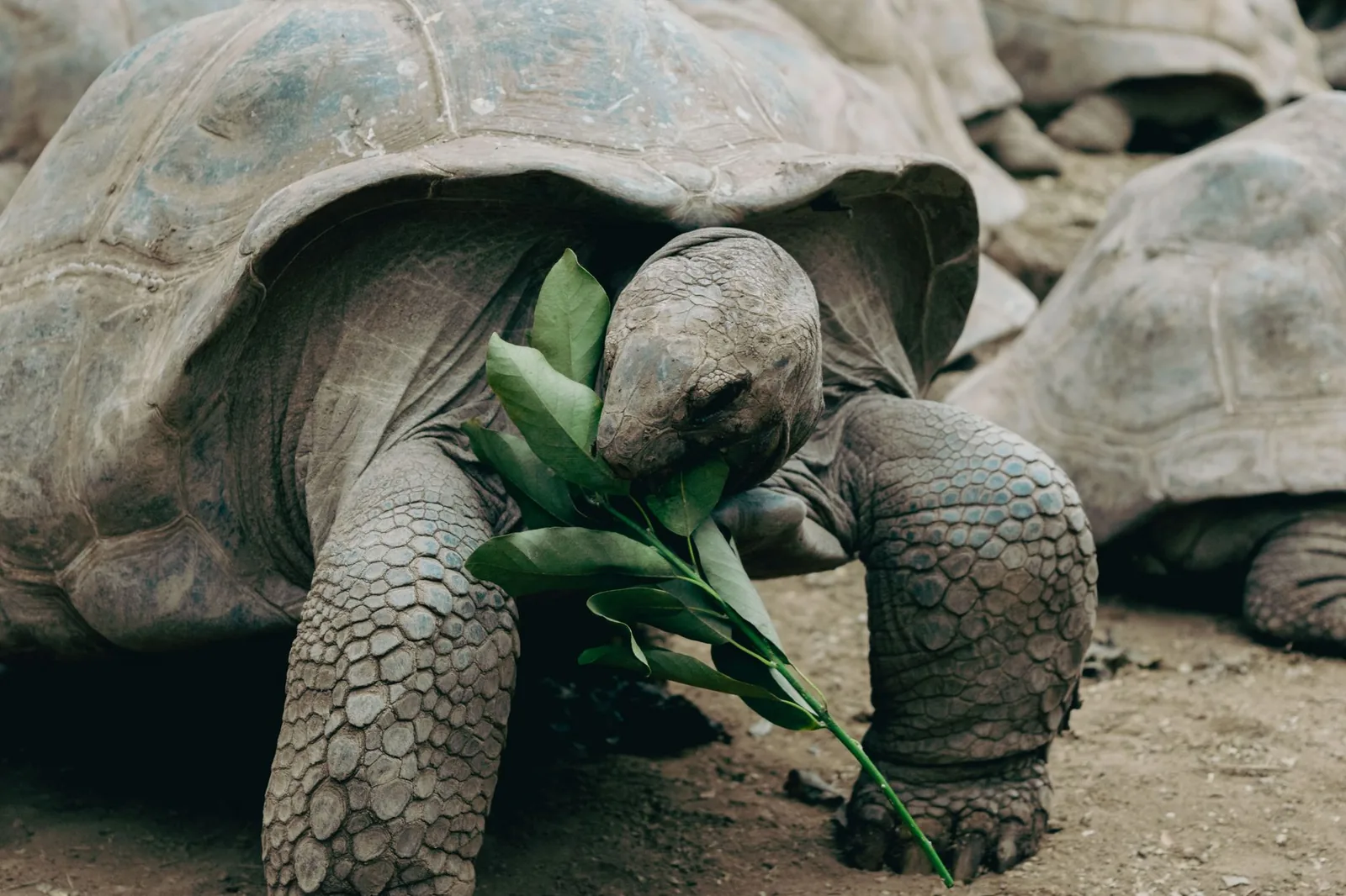 Tortue géante qui mange une branche de feuilles, comme celles qu'on nourrit à La Vanille