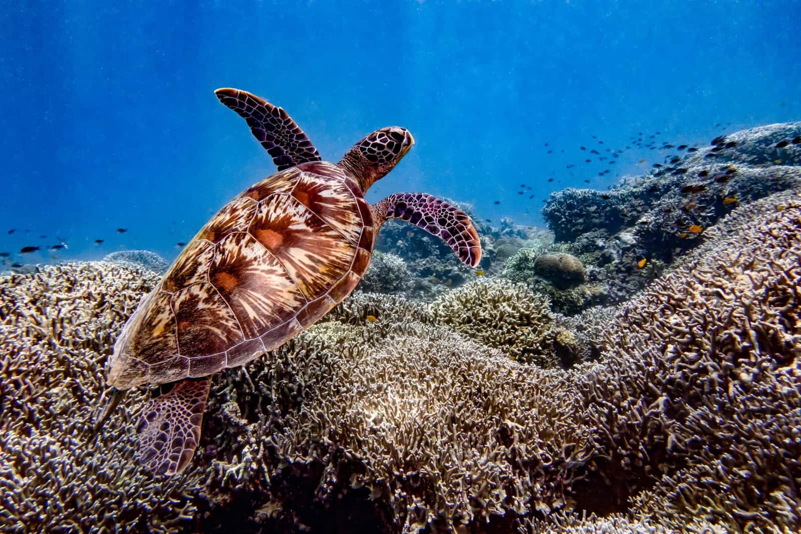 Tortue verte nageant au-dessus d'un récif de corail dans une eau claire, comme sur les récifs de l'île Maurice