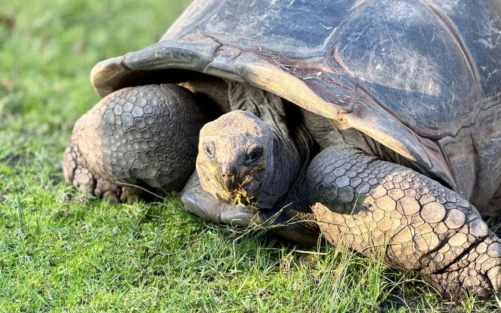 Tortue géante d'Aldabra broutant l'herbe, comme celles du parc La Vanille
