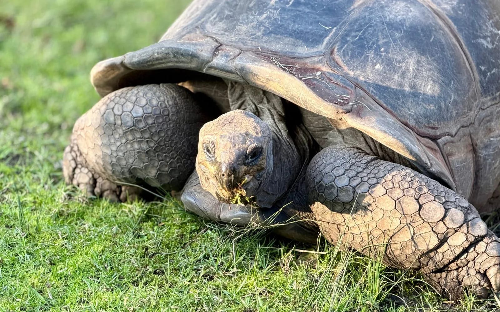 Tortue géante d'Aldabra broutant l'herbe au parc de La Vanille